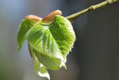 Tilia tomentosa - lípa stříbrná - jarní listy 3